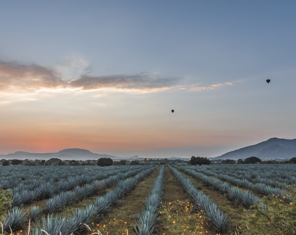Norevo_Agave_Ursprung2_