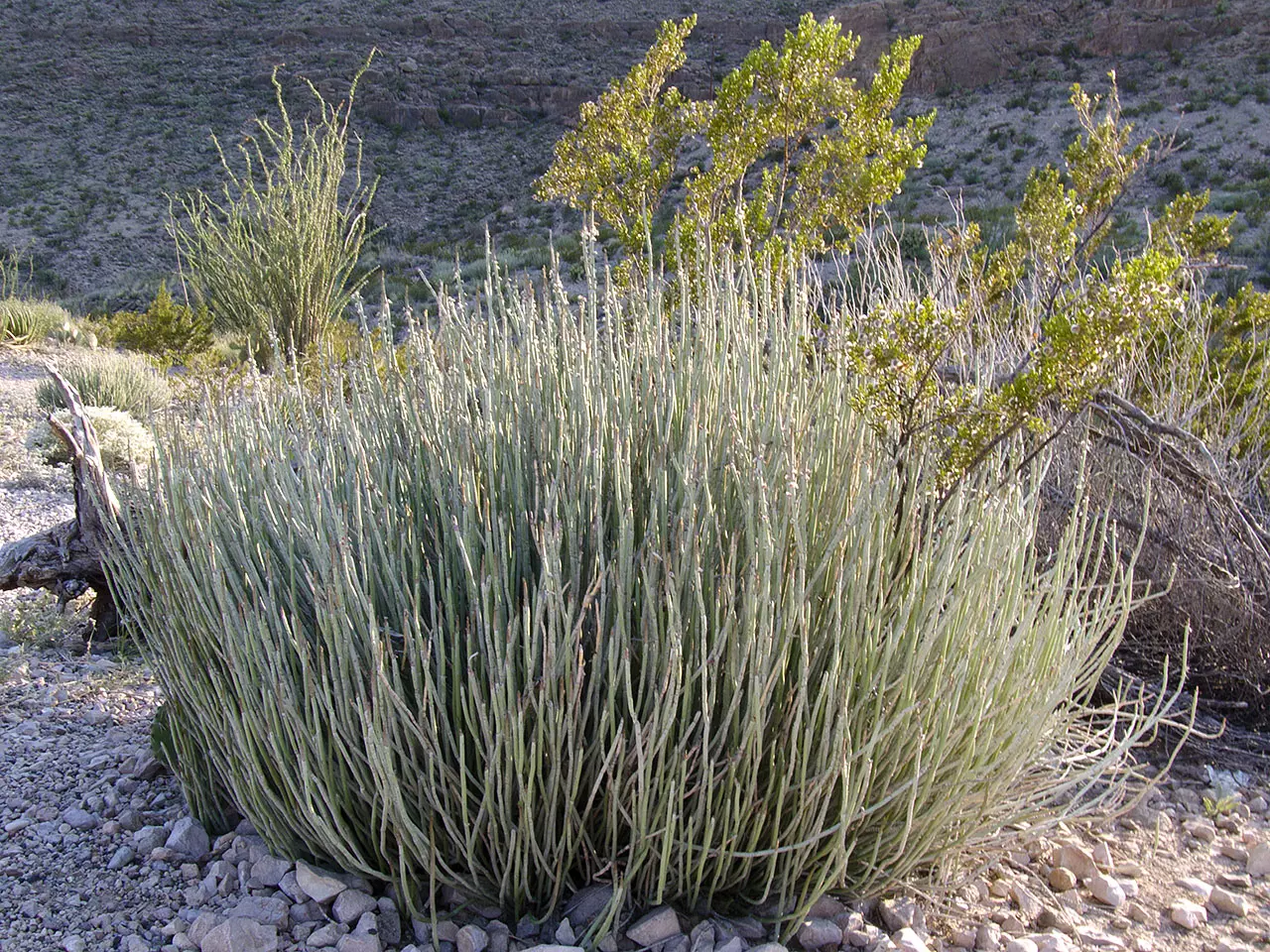 Norevo_candelilla_busch_mexico