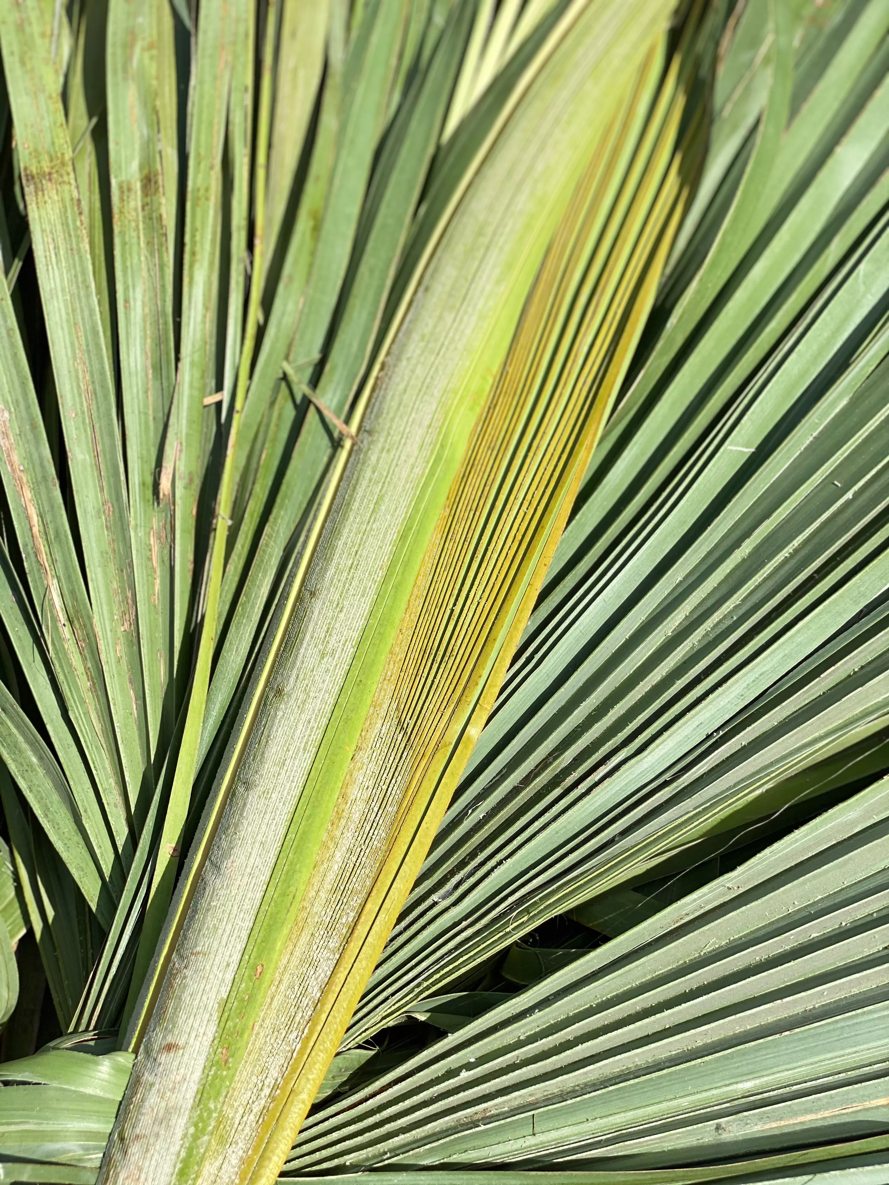 Norevo_Carnauba_Palme