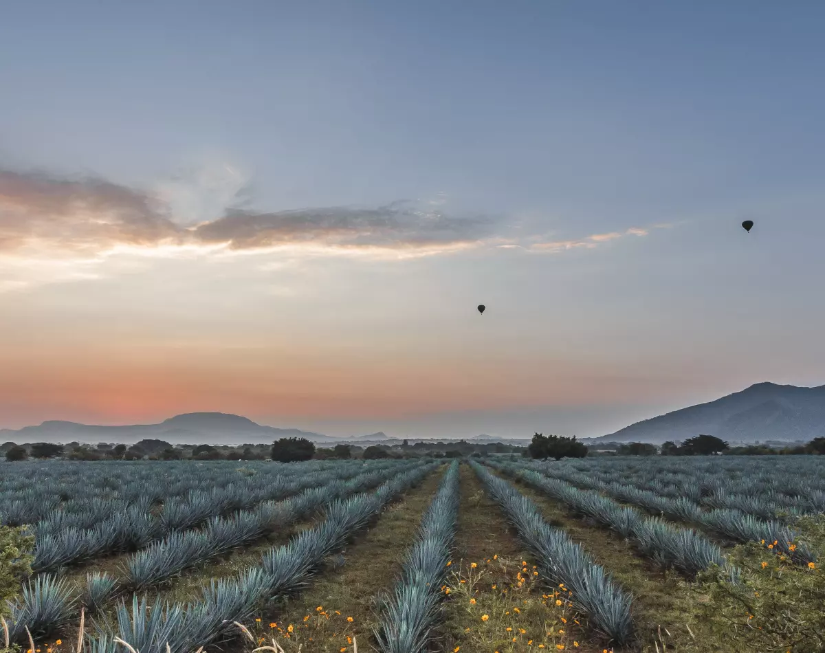 Norevo_Agave_Ursprung2_