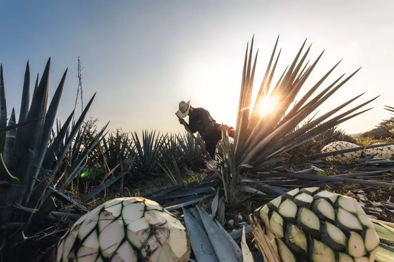 ursprung_agave_norevo