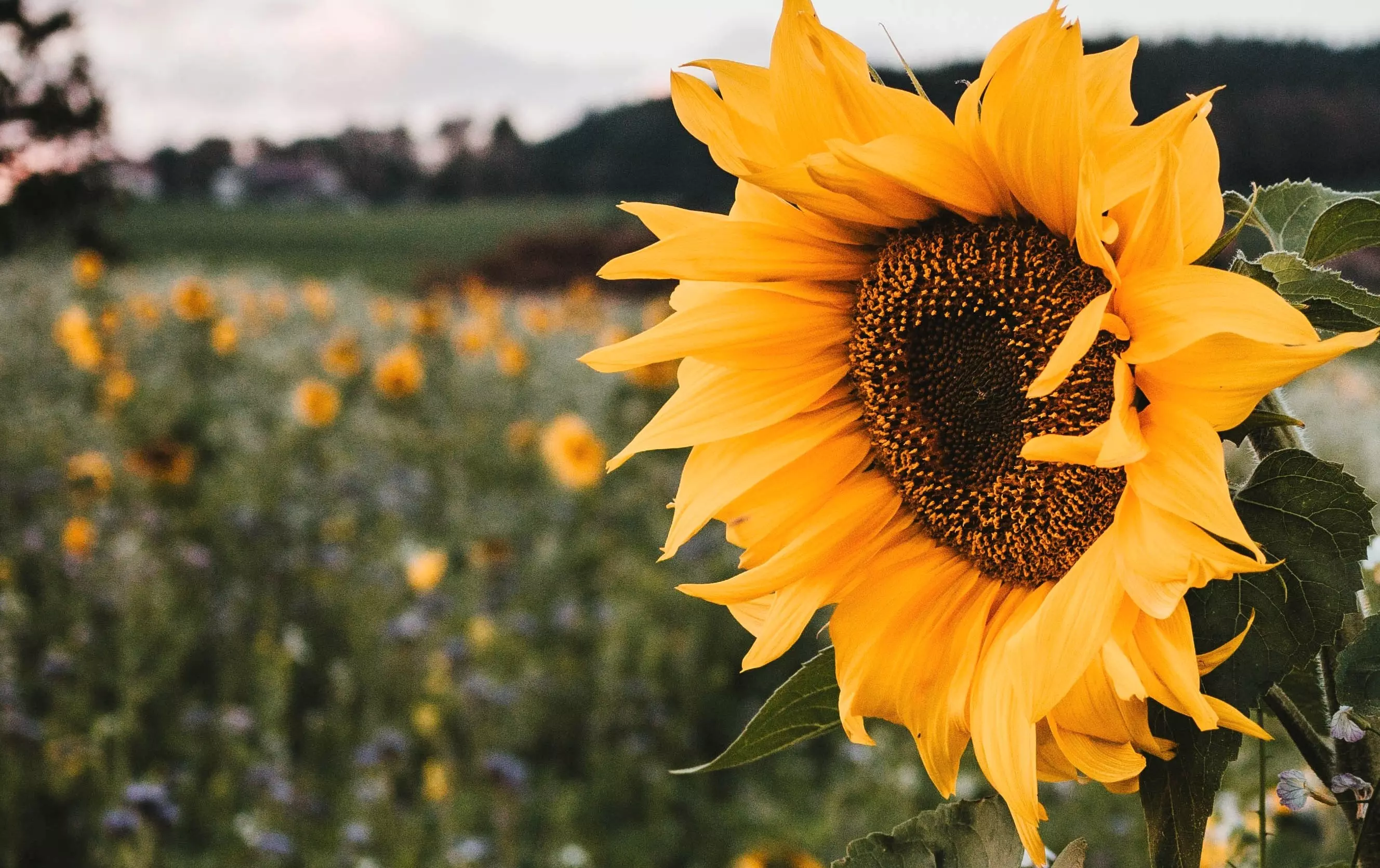 Close Up_Sunflower